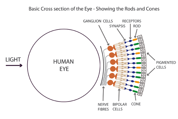 eye rod hillary clinton